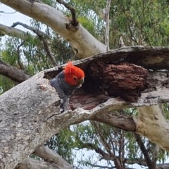 Callocephalon fimbriatum (Gang-gang Cockatoo) at GG160 - 18 Dec 2020 by Mike