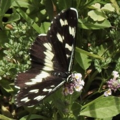 Cruria donowani (Crow or Donovan's Day Moth) at Aranda, ACT - 19 Dec 2020 by KMcCue