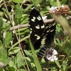 Cruria donowani at Aranda, ACT - 19 Dec 2020 11:48 AM