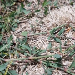 Polygonum aviculare at Griffith, ACT - 19 Dec 2020