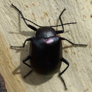 Chalcopteroides cupripennis at Majura, ACT - 16 Dec 2020