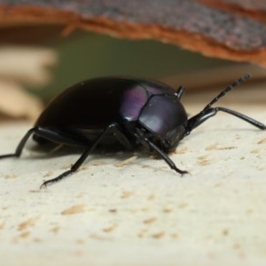 Chalcopteroides cupripennis at Majura, ACT - 16 Dec 2020