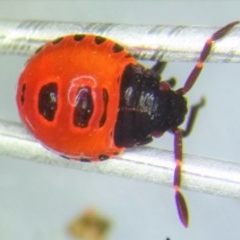 Pentatomoidea (superfamily) at Yass River, NSW - 19 Dec 2020