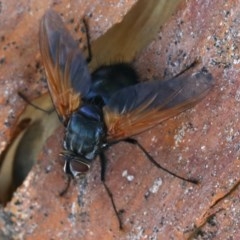 Chetogaster violacea/viridis (complex) (Bristle Fly) at Majura, ACT - 16 Dec 2020 by jbromilow50