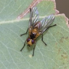 Tachinidae sp. (family) at Higgins, ACT - 18 Dec 2020 by AlisonMilton