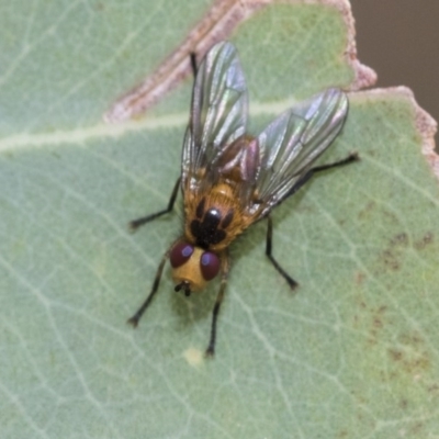 Tachinidae (family) at Higgins, ACT - 18 Dec 2020 by AlisonMilton