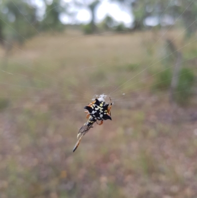 Austracantha minax (Christmas Spider, Jewel Spider) at Yarralumla, ACT - 19 Dec 2020 by jpittock