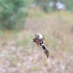 Austracantha minax at Yarralumla, ACT - 19 Dec 2020