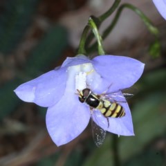 Simosyrphus grandicornis (Common hover fly) at Mount Ainslie - 16 Dec 2020 by jb2602