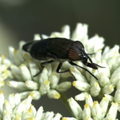 Stomorhina sp. (genus) (Snout fly) at Majura, ACT - 16 Dec 2020 by jbromilow50