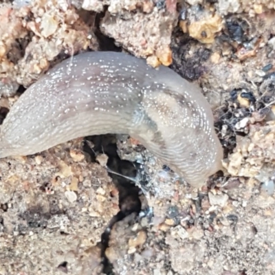 Ambigolimax nyctelia (Striped Field Slug) at Holt, ACT - 19 Dec 2020 by tpreston