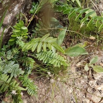 Pellaea calidirupium (Hot Rock Fern) at Holt, ACT - 19 Dec 2020 by trevorpreston