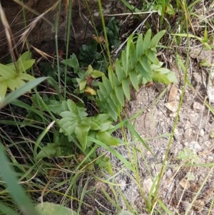 Pellaea calidirupium at Holt, ACT - 19 Dec 2020