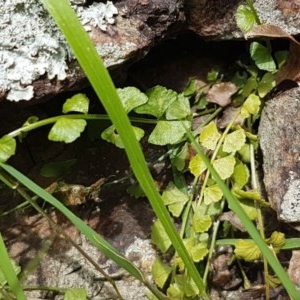 Asplenium flabellifolium at Holt, ACT - 19 Dec 2020