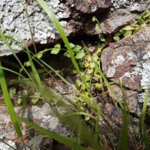 Asplenium flabellifolium at Holt, ACT - 19 Dec 2020