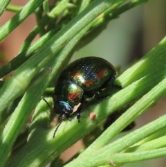 Callidemum hypochalceum (Hop-bush leaf beetle) at Theodore, ACT - 19 Dec 2020 by owenh