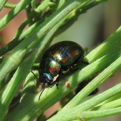 Callidemum hypochalceum (Hop-bush leaf beetle) at Theodore, ACT - 19 Dec 2020 by Owen