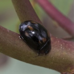 Paropsisterna octosignata (Eucalyptus leaf beetle) at Higgins, ACT - 18 Dec 2020 by AlisonMilton