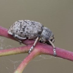 Rhinaria sp. (genus) (Unidentified Rhinaria weevil) at Higgins, ACT - 18 Dec 2020 by AlisonMilton