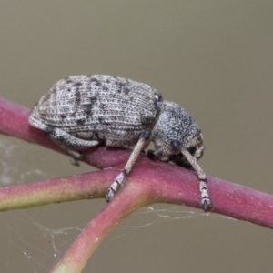 Rhinaria sp. (genus) at Higgins, ACT - 19 Dec 2020