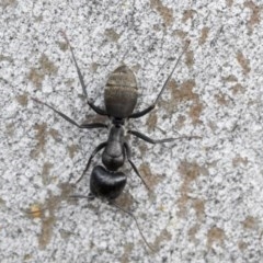 Camponotus aeneopilosus (A Golden-tailed sugar ant) at Higgins, ACT - 19 Dec 2020 by AlisonMilton