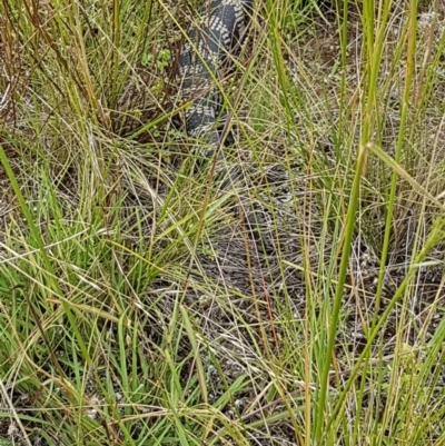 Tiliqua scincoides scincoides (Eastern Blue-tongue) at Griffith, ACT - 19 Dec 2020 by SRoss