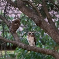 Ninox boobook (Southern Boobook) at Holt, ACT - 14 Dec 2020 by Margo