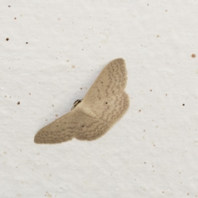 Scopula optivata (Varied Wave) at Higgins, ACT - 19 Dec 2020 by AlisonMilton