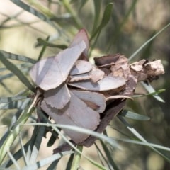 Hyalarcta huebneri (Leafy Case Moth) at Acton, ACT - 17 Dec 2020 by AlisonMilton