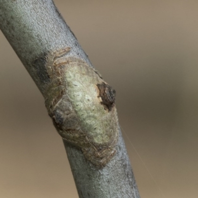 Dolophones sp. (genus) (Wrap-around spider) at Acton, ACT - 18 Dec 2020 by AlisonMilton