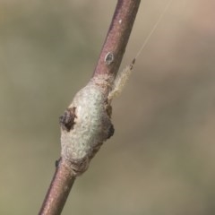 Dolophones sp. (genus) at Acton, ACT - 18 Dec 2020