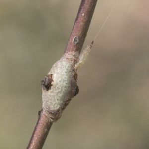 Dolophones sp. (genus) at Acton, ACT - 18 Dec 2020