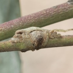 Dolophones sp. (genus) at Acton, ACT - 18 Dec 2020