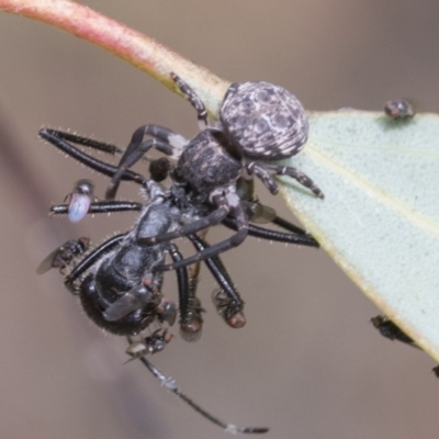 Milichiidae (family) (Freeloader fly) at Acton, ACT - 17 Dec 2020 by AlisonMilton