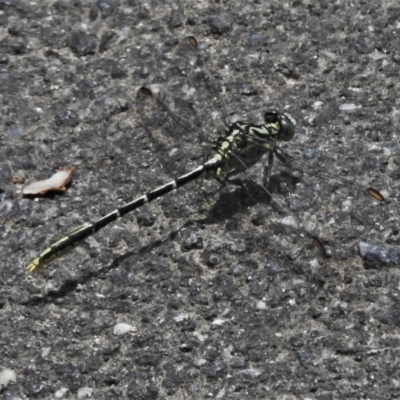 Austrogomphus guerini (Yellow-striped Hunter) at Tidbinbilla Nature Reserve - 19 Dec 2020 by JohnBundock