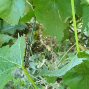 Phalaenoides glycinae at Kaleen, ACT - suppressed