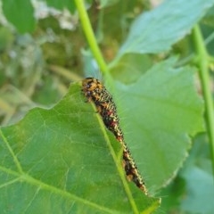 Phalaenoides glycinae at Kaleen, ACT - suppressed