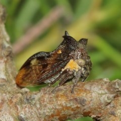 Pogonella minutus (Tiny two-spined treehopper) at Acton, ACT - 18 Dec 2020 by TimL