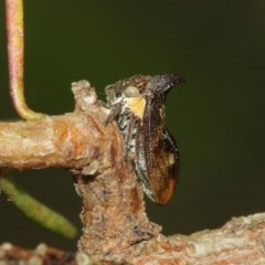 Pogonella minutus at Acton, ACT - 18 Dec 2020 11:48 AM