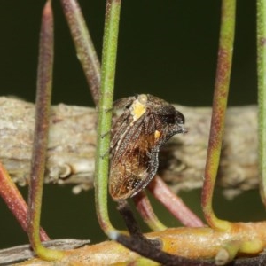 Pogonella minutus at Acton, ACT - 18 Dec 2020 11:48 AM