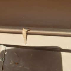 Conoeca or Lepidoscia (genera) IMMATURE (Unidentified Cone Case Moth larva, pupa, or case) at Kaleen, ACT - 30 Nov 2020 by Rixon