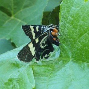 Phalaenoides glycinae at Kaleen, ACT - 22 Nov 2020