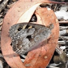 Geitoneura klugii (Marbled Xenica) at Coree, ACT - 17 Dec 2020 by JohnBundock