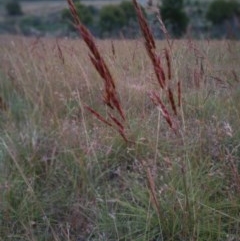 Sorghum leiocladum (Wild Sorghum) at Pine Island to Point Hut - 19 Dec 2020 by michaelb