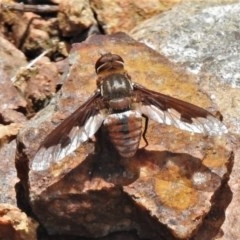 Balaana sp. (genus) (Bee Fly) at Coree, ACT - 17 Dec 2020 by JohnBundock