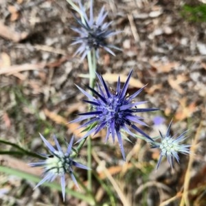 Eryngium ovinum at Aranda, ACT - 19 Dec 2020 10:23 AM