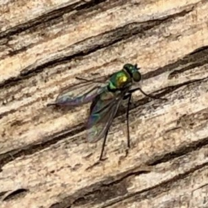 Dolichopodidae (family) at Aranda, ACT - 19 Dec 2020