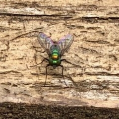 Dolichopodidae (family) at Aranda, ACT - 19 Dec 2020