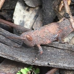 Goniaea opomaloides (Mimetic Gumleaf Grasshopper) at Downer, ACT - 16 Dec 2020 by Tapirlord