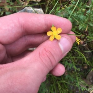 Hypericum gramineum at Downer, ACT - 17 Dec 2020